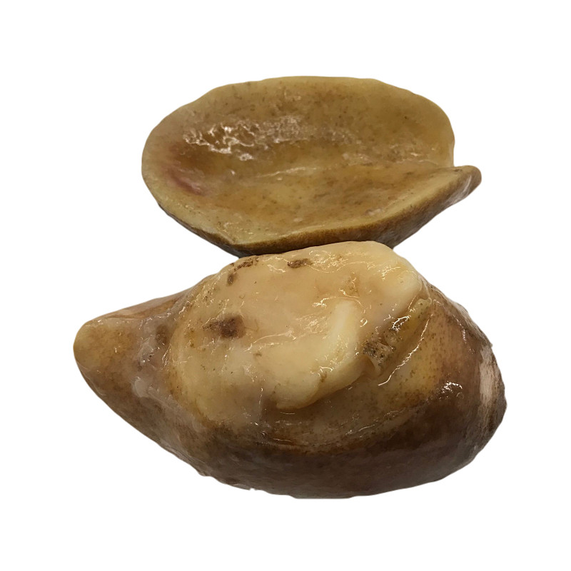 黄金鲍螺鲜活冷冻鲍鱼深海捕捞青岛海鲜水产海螺