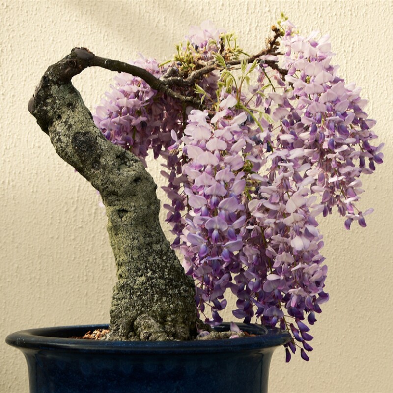 紫藤盆景紫藤花树桩老桩盆栽花苗时令草本花卉