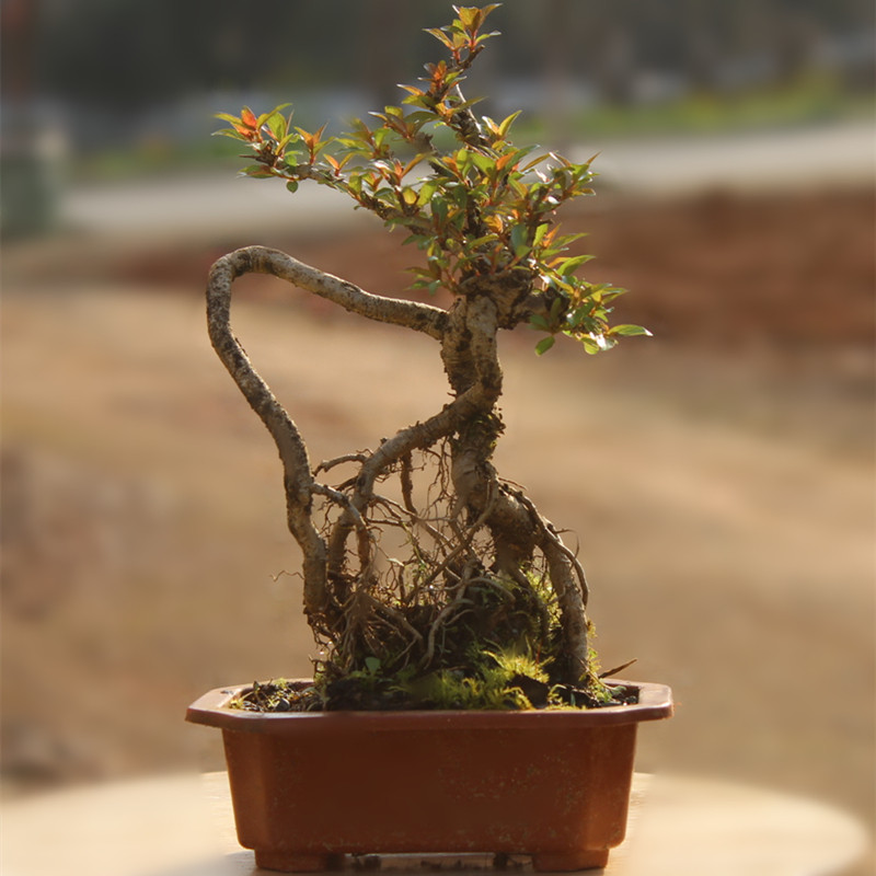 绿植盆栽桌面室内水培植物花卉水杨杨梅老桩绿植