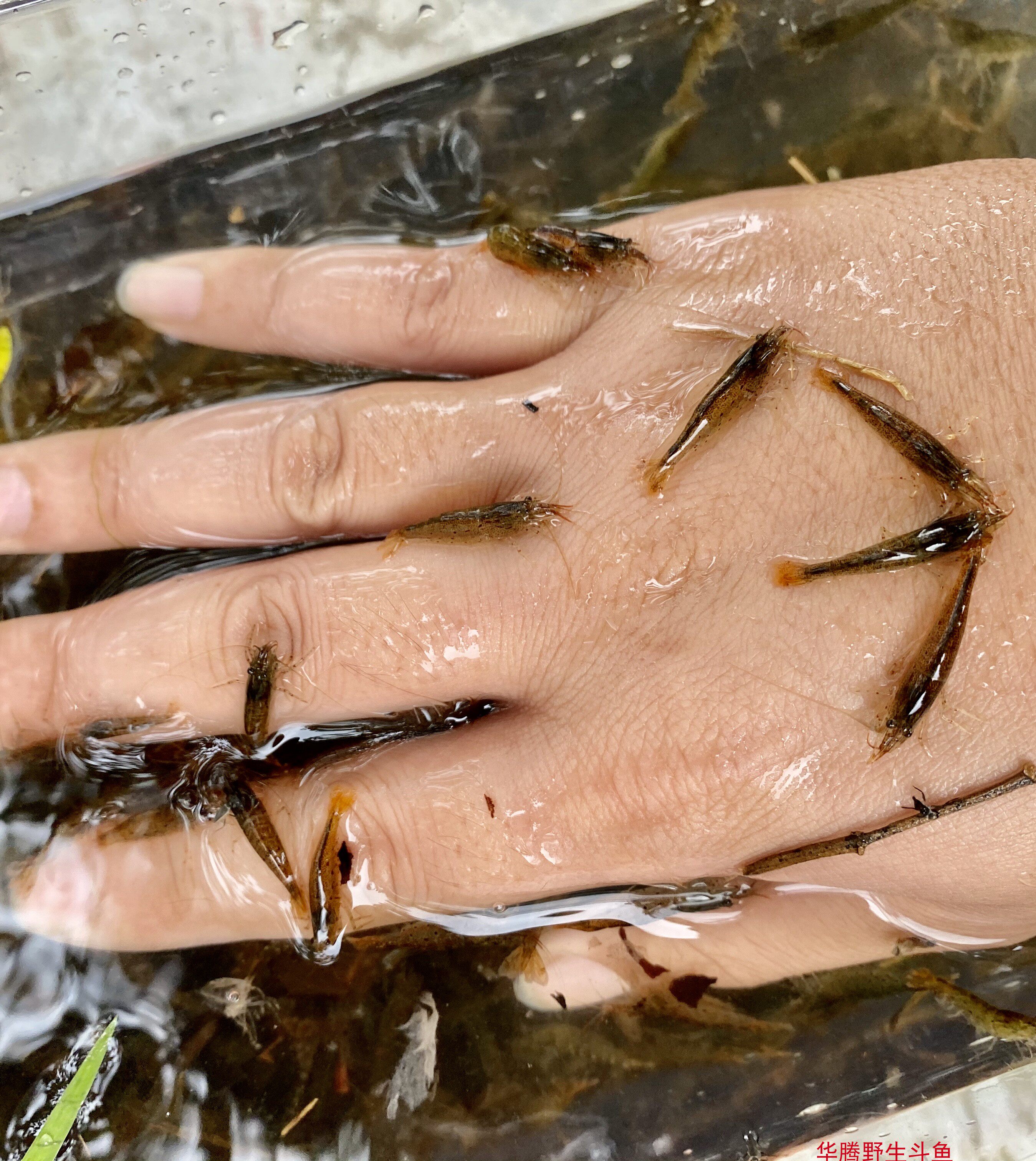 活体原生态山坑黒壳虾观赏淡水水草清洁杂质工具水草