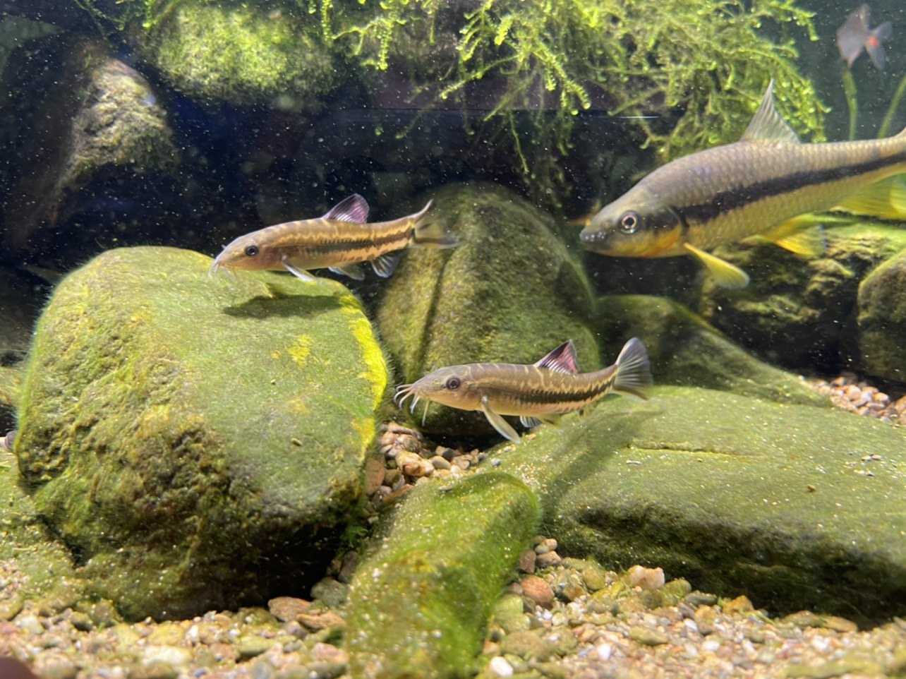 原生态美丽小条鳅沙鳅花观赏小型底层清洗沙石鱼