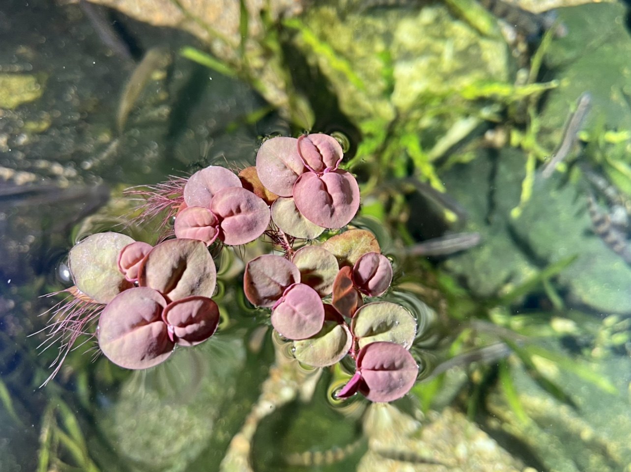 浮萍新款红毛丹浮性水红色绿色好养耐活办公桌水草