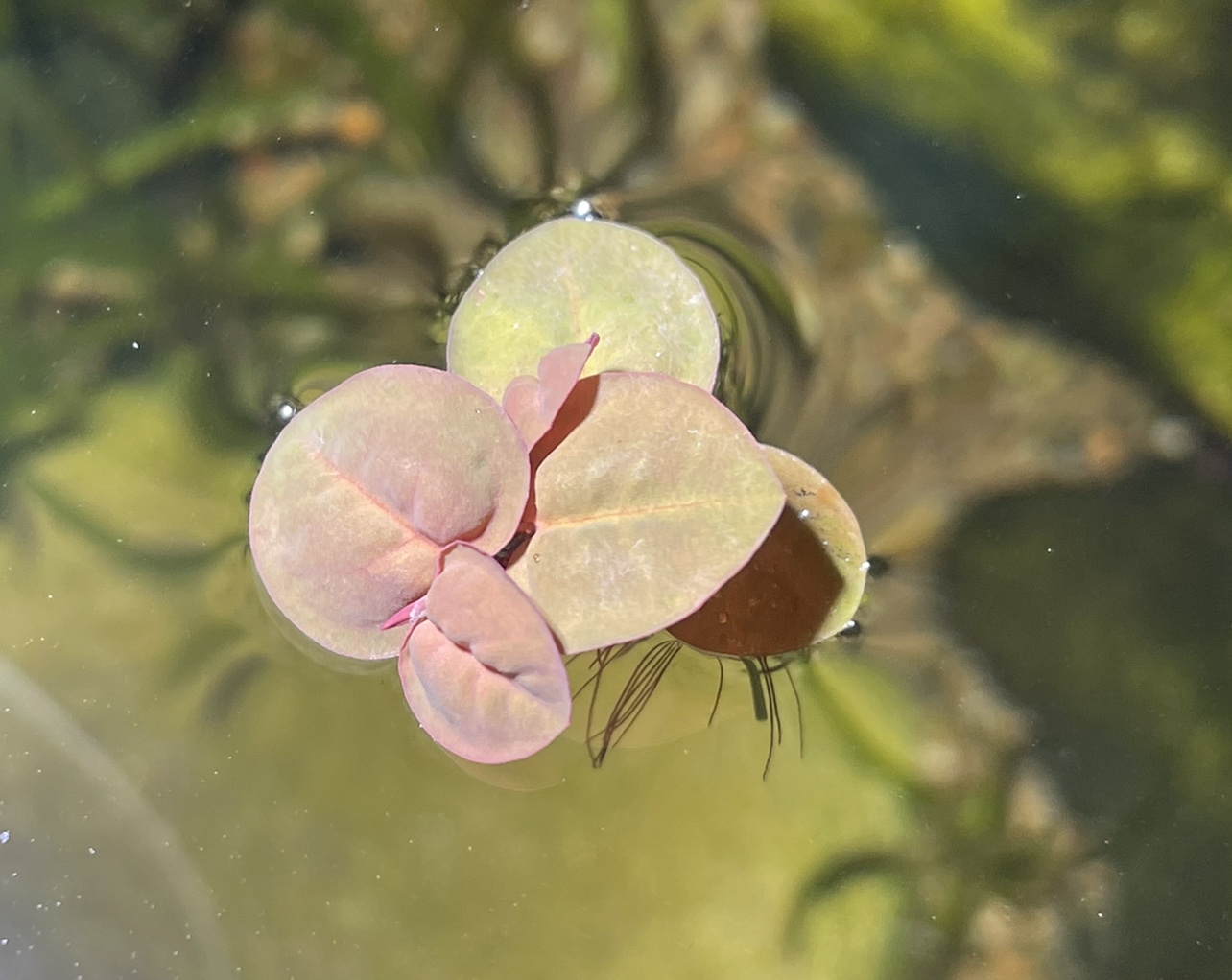 浮萍属图片