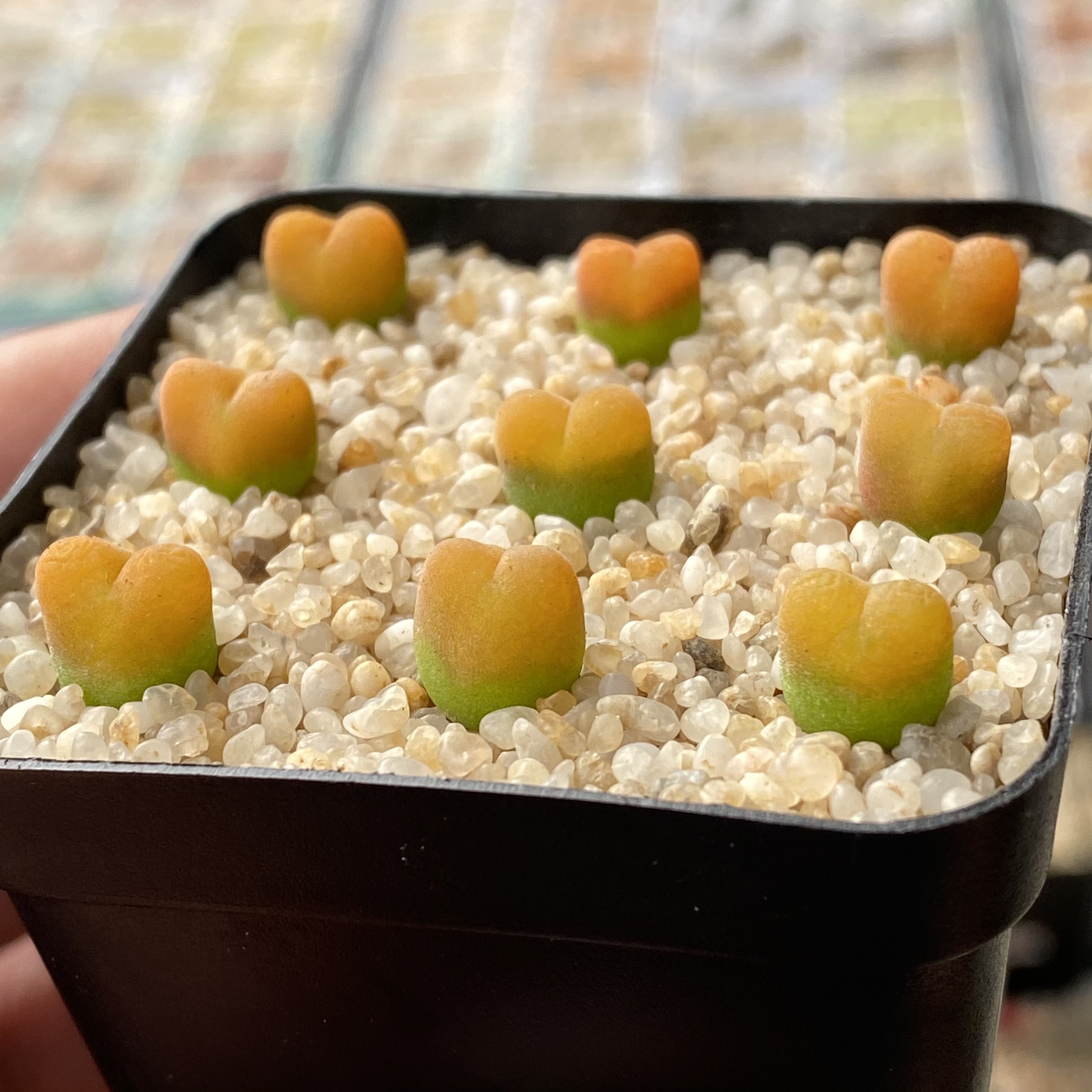 肉锥18011蟠桃毛汉尼汉尼15年一物一拍满百包多肉植物