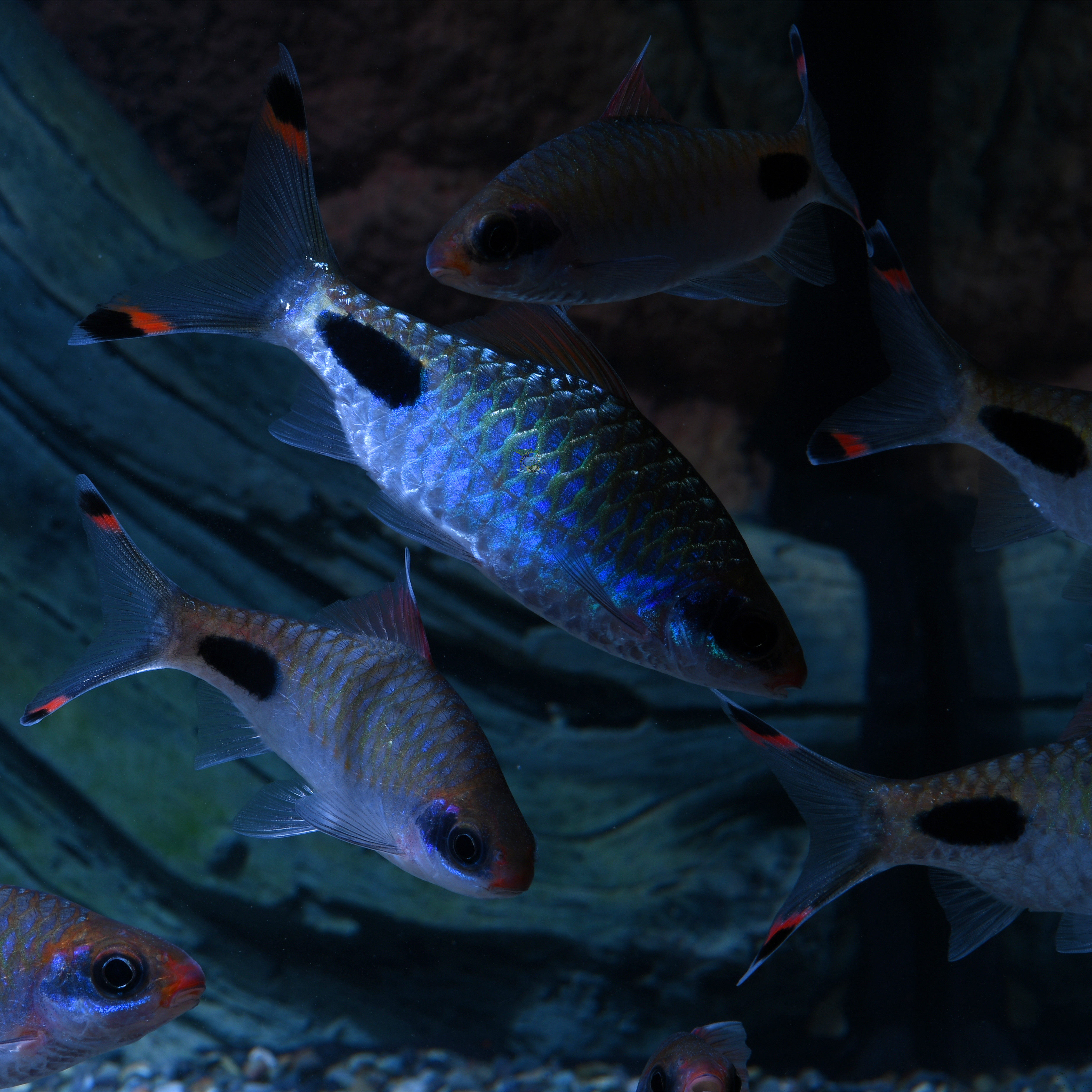 黑影道人人鱼观赏鱼淡水鱼龙鱼配鱼水族宠物活体鱼