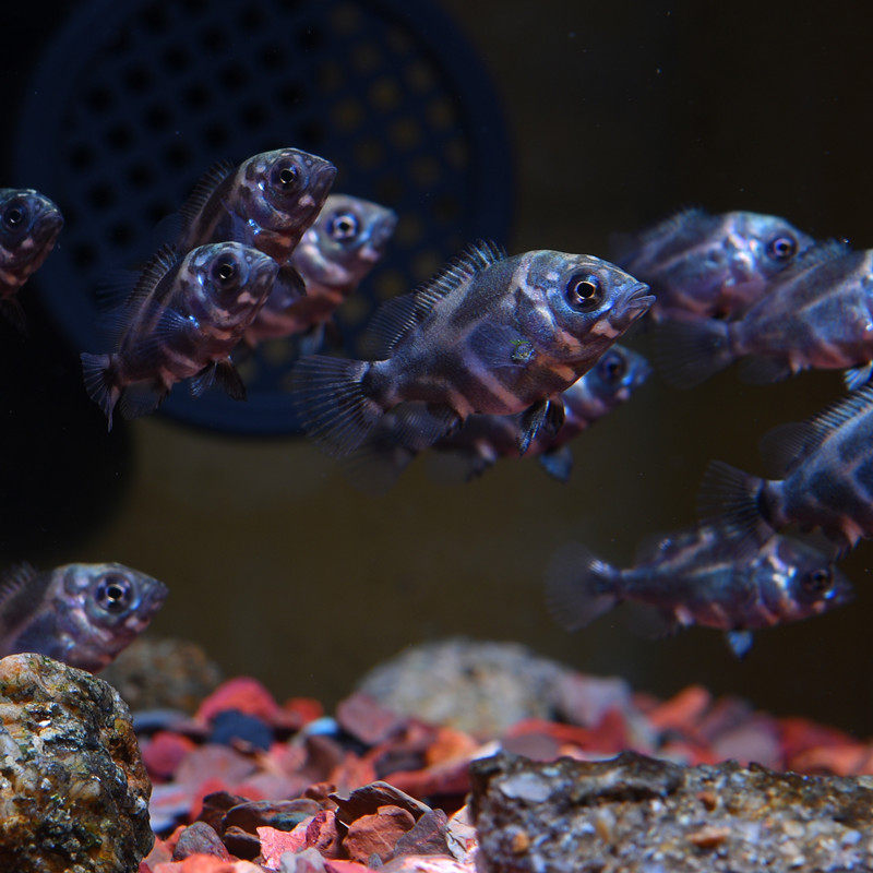 鱼苗地图巴西进口猪仔淡水鱼观赏鱼热带鱼宠物水族鱼