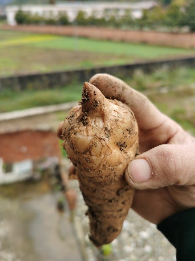 陕西特产秦岭高山天麻现挖特级冬麻野生种植天麻