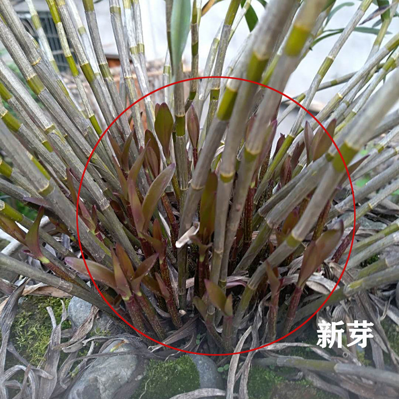 石斛四川夹江叠鞘盆栽贵州赤水金钗铁皮苗大绿植