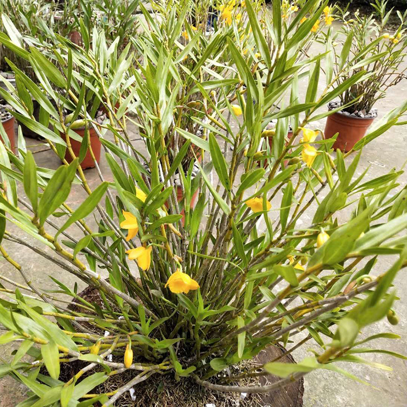 石斛四川夹江叠鞘盆栽贵州赤水金钗铁皮苗大绿植