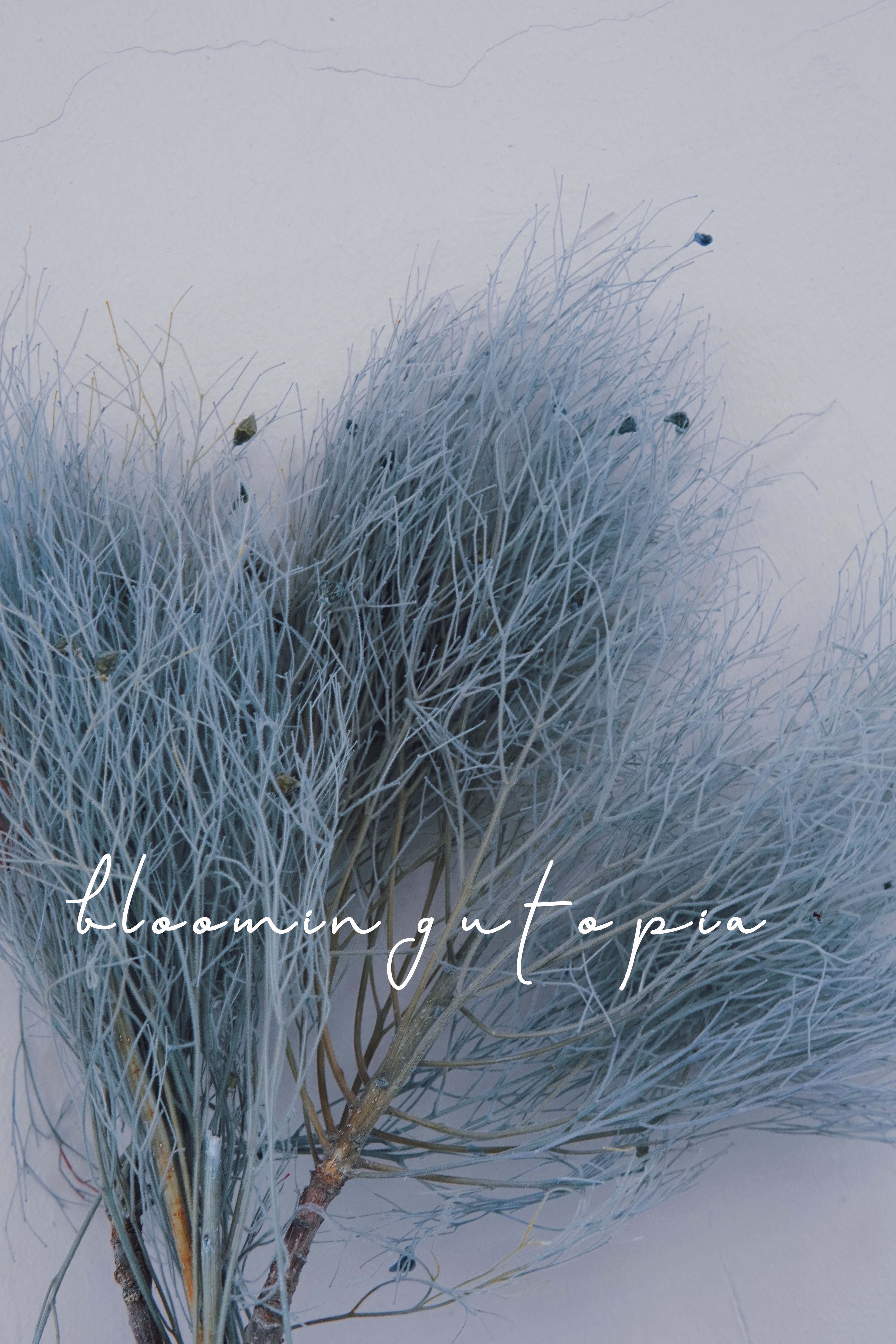 梦幻草龙须草干花花束永生花仙女气质ins北欧干花