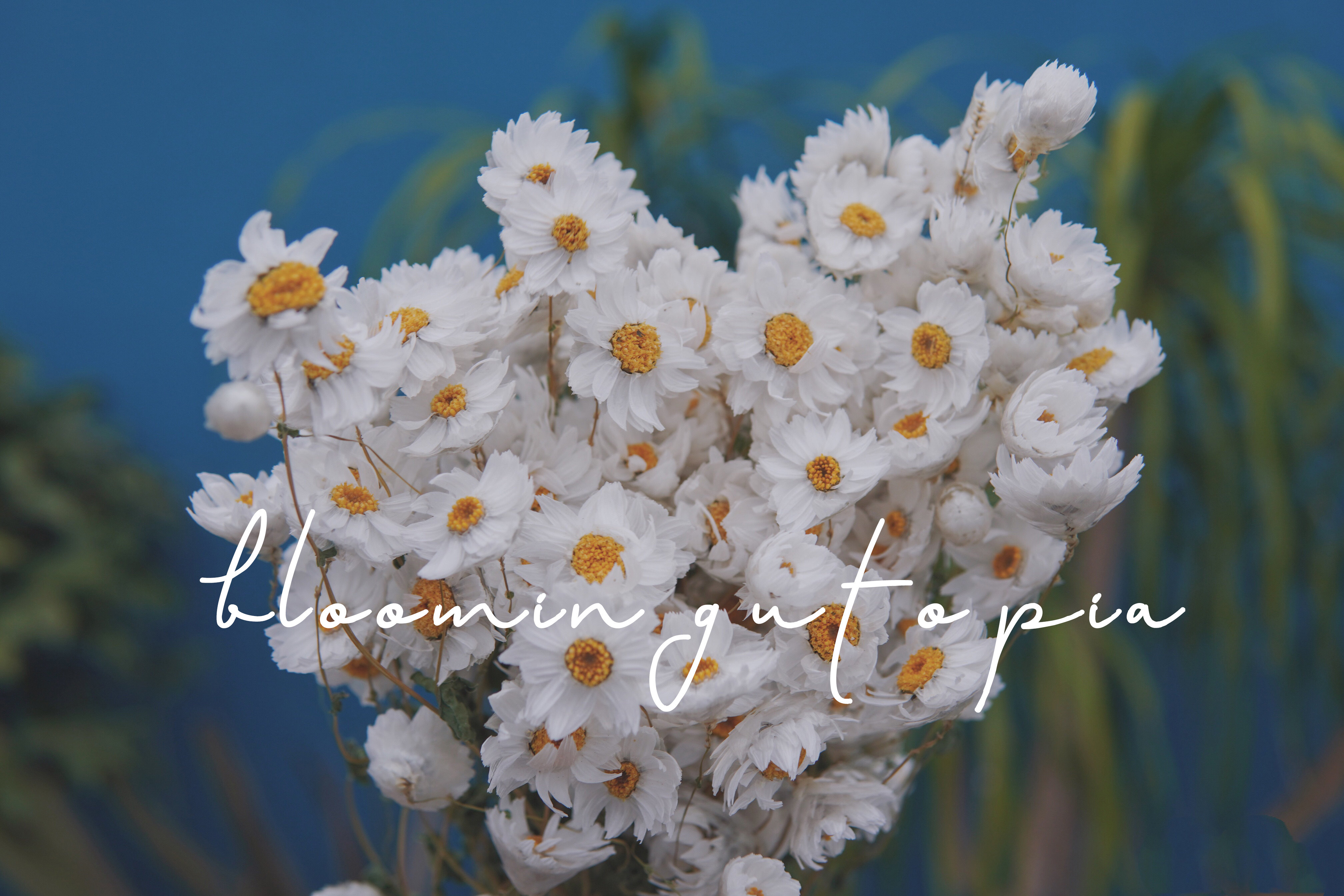 罗丹斯干花摄影白菊蜡菊法国装饰ins花束丹鸟干花