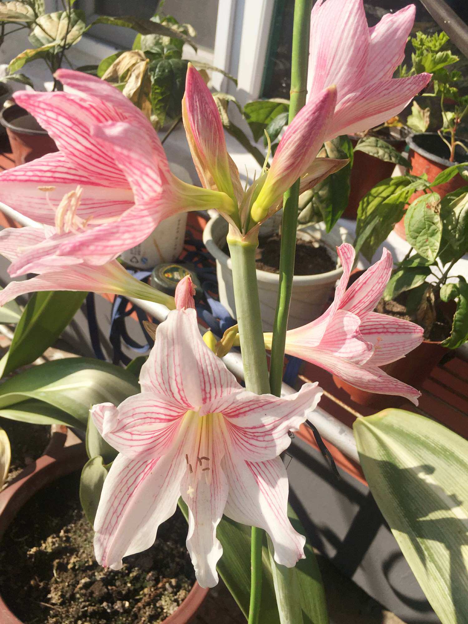 白肋朱顶红植物种子花卉大球不带发货50元包邮种球