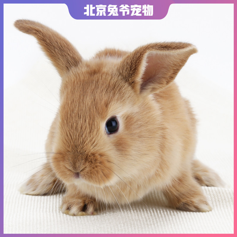 兔子活体不大垂耳兔活物茶杯幼兔新西兰肉兔家养兔