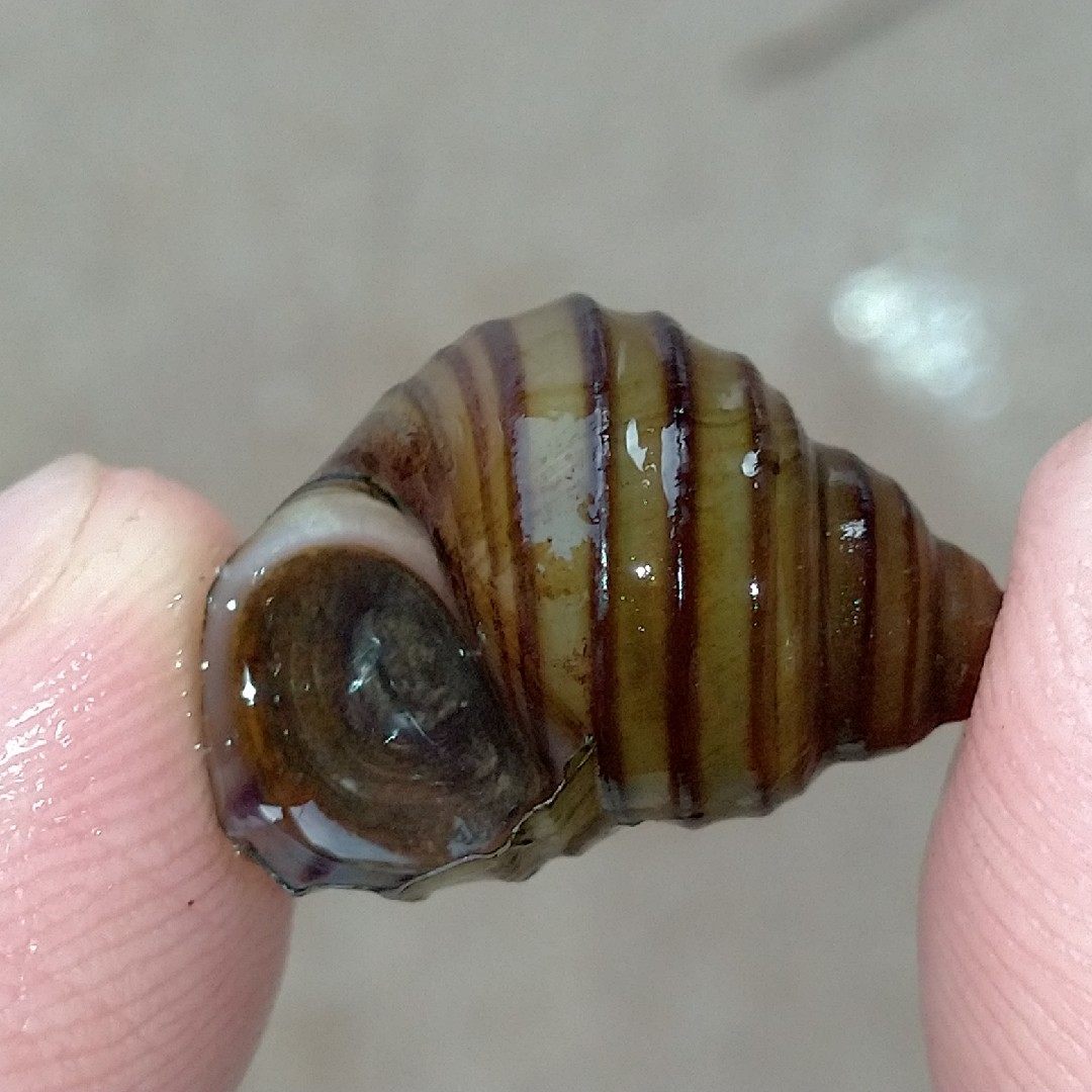 观赏藻螺清洁鱼缸冷水擦缸龙宫螺专吃鱼粪便螺