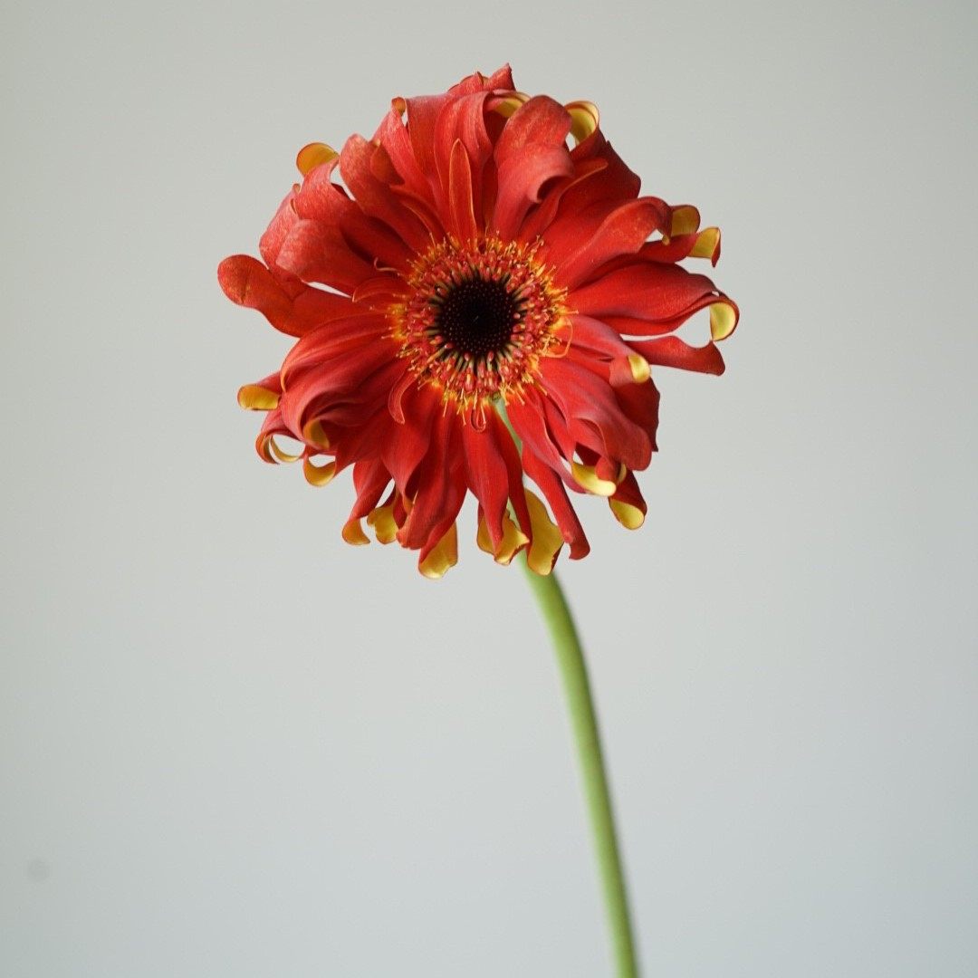 卷边非洲非洲菊菊花弗朗鲜切亚丁布拉格丹麦爱丁堡时令草本花卉