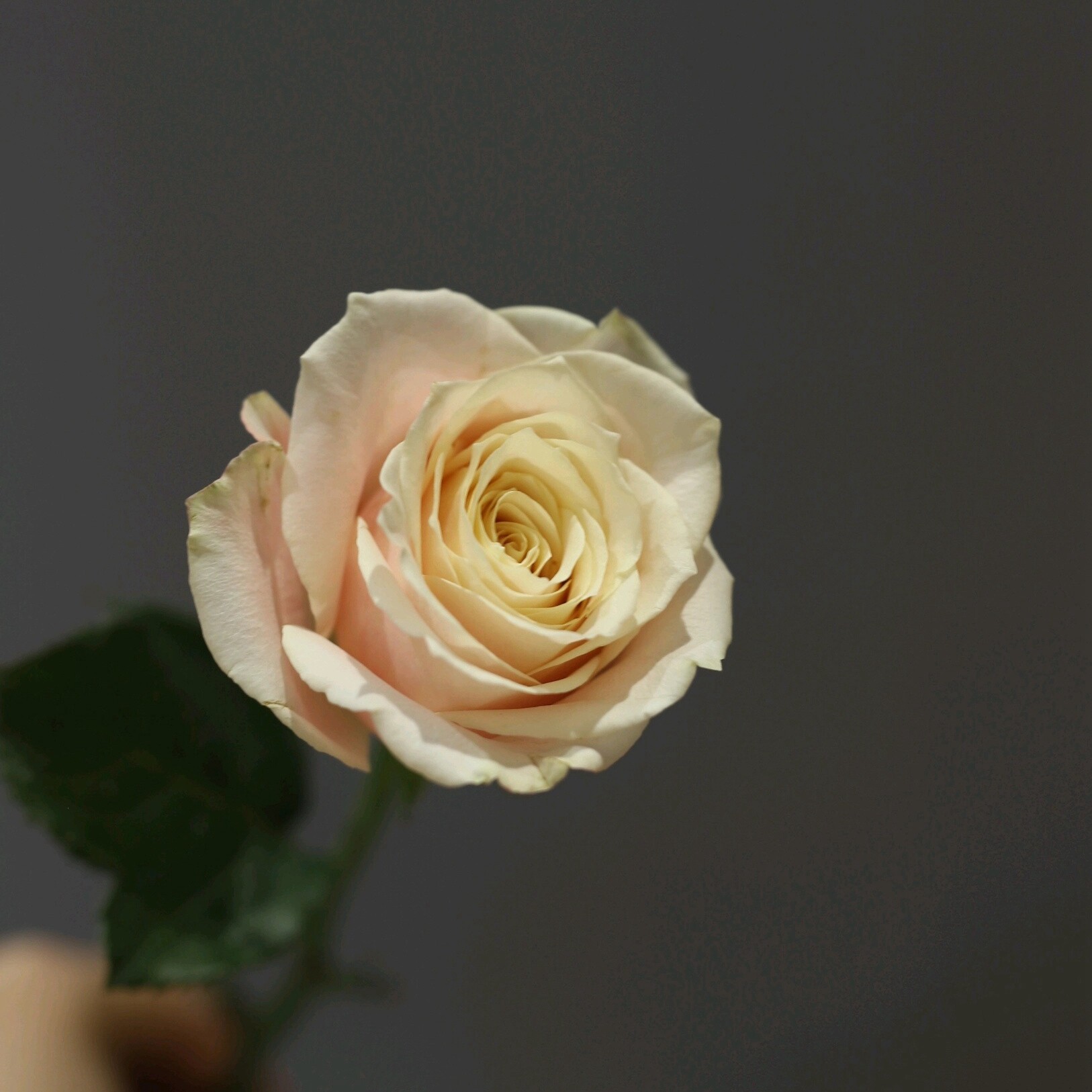 乡村小屋雅舍音乐女神城市花园楼兰玫瑰新鲜时令草本花卉