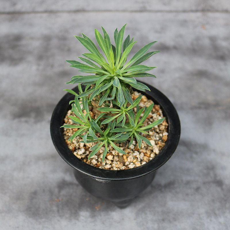 铁甲麒麟大戟科多肉植物稀有开花美观好养绿植多肉植物