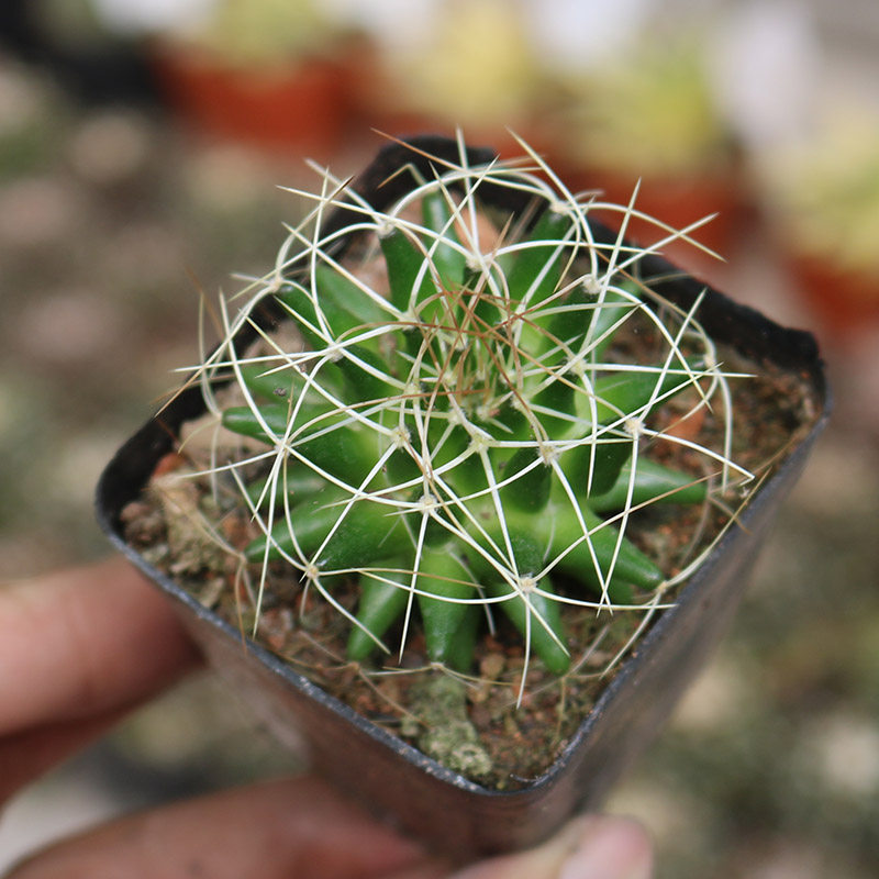 琴丝实生仙人趣味乳突球属长刺开花仙人掌多肉多肉植物