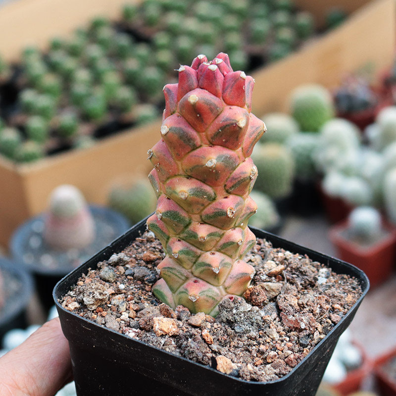 花田田舍将军阁锦多植物稀有冷门趣味仙人办公室多肉植物