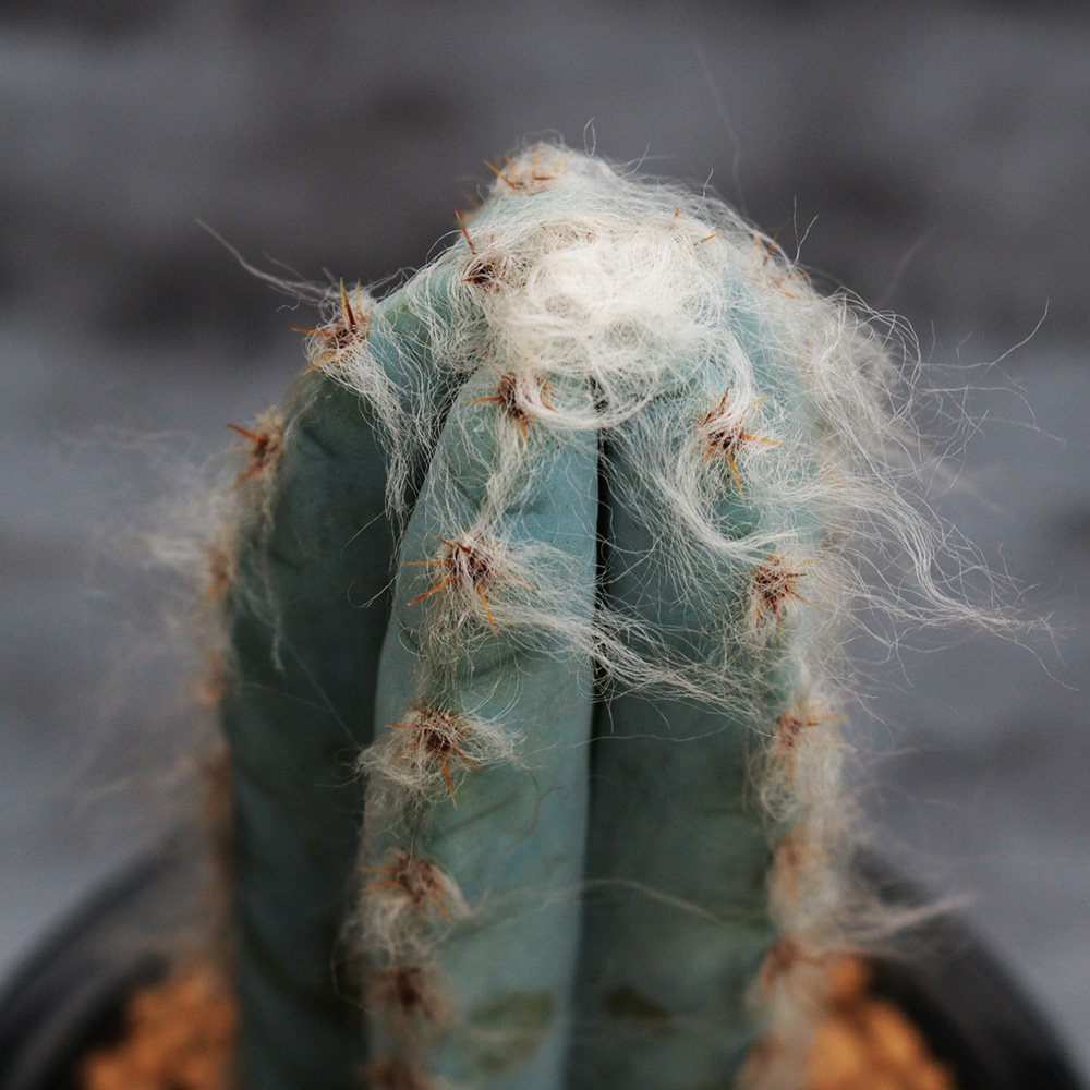 长毛蓝柱北欧创意仙人大颗蓝衣柱多植物美观多肉植物