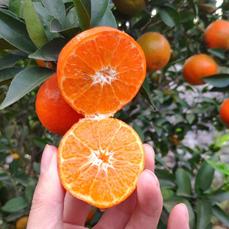 美国糖桔苗带叶世纪红桔子苗带蜜桔树苗带果沙糖果树
