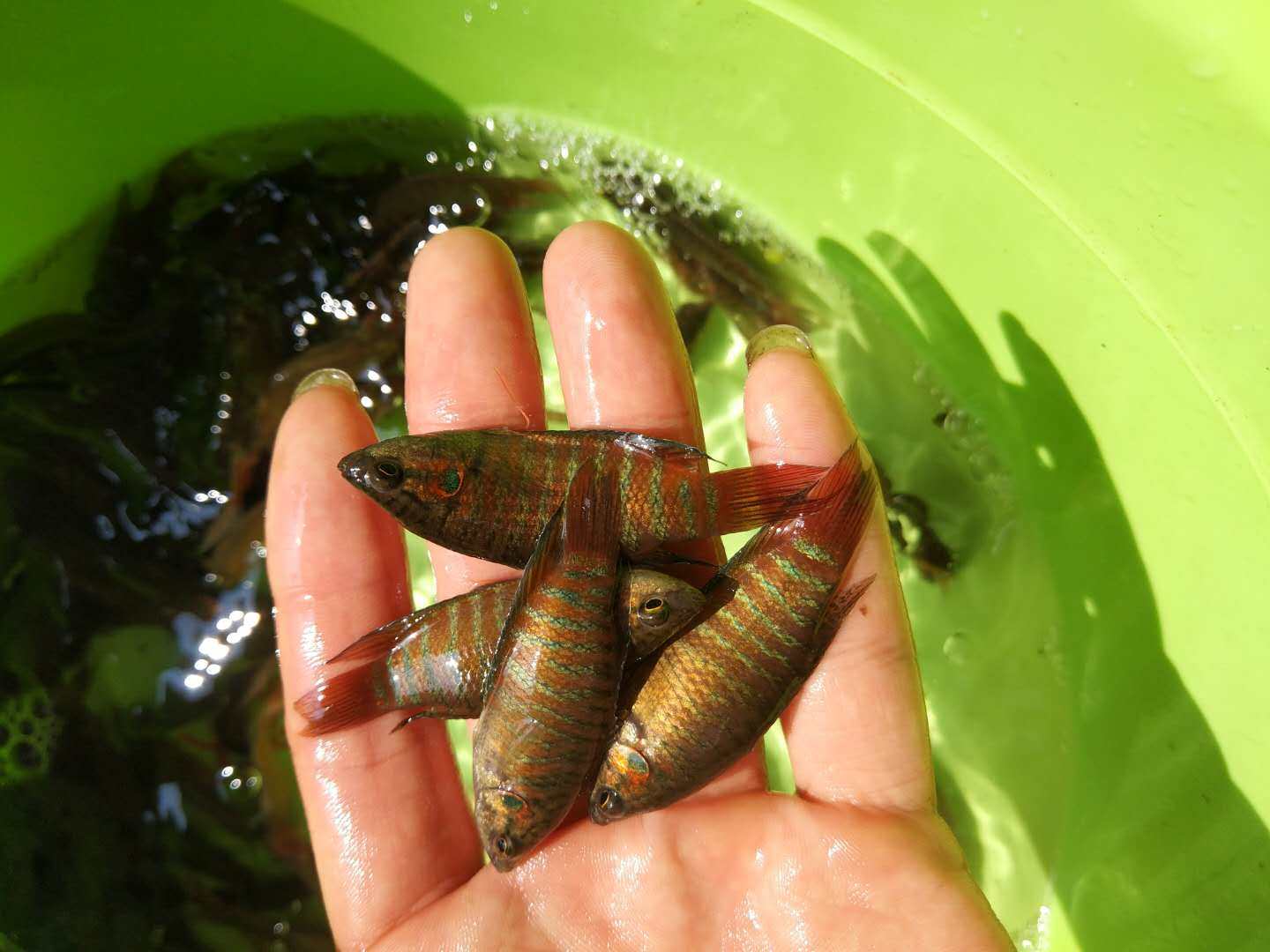 中国斗鱼活鱼不用打氧冷水鱼包邮耐养好淡水观赏鱼鱼