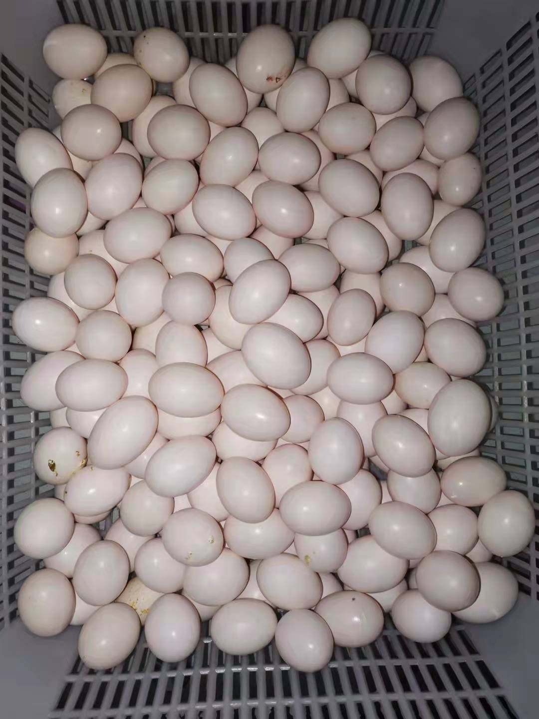 山东农家散养新鲜鸽子蛋营养生蛋白鸽三十枚包鸽蛋