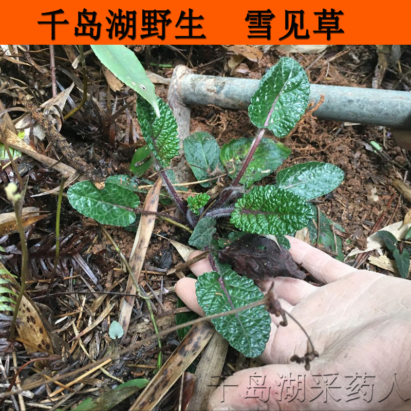 中药材红根草 红地胆 关公须 红根子 关羽须 雪见草根