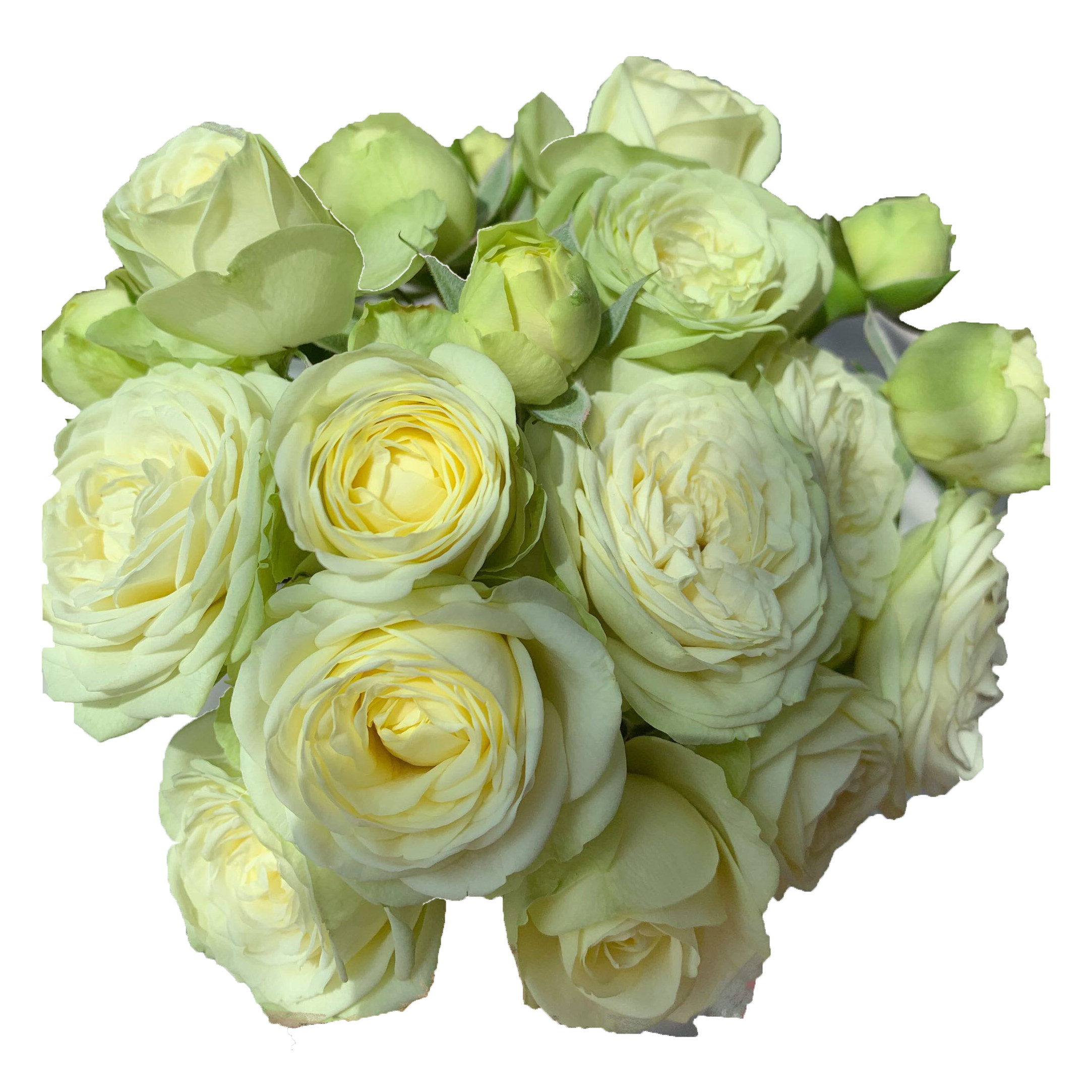 月季奶油油龙宝石月季花花苗伊甸园灌木木欧耐热时令草本花卉