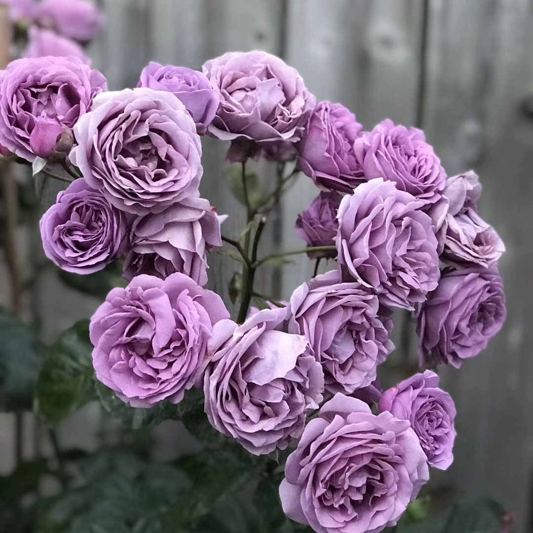 花苗微蓝中苗新品灌木木欧月季有点蓝紫色多头花卉