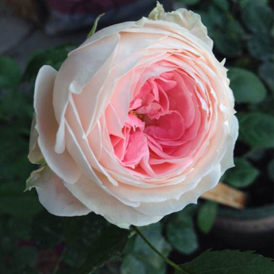 门廊绒球欧月季灌木玫瑰蔷薇花苗花卉盆栽植物阳台庭院盆栽大花