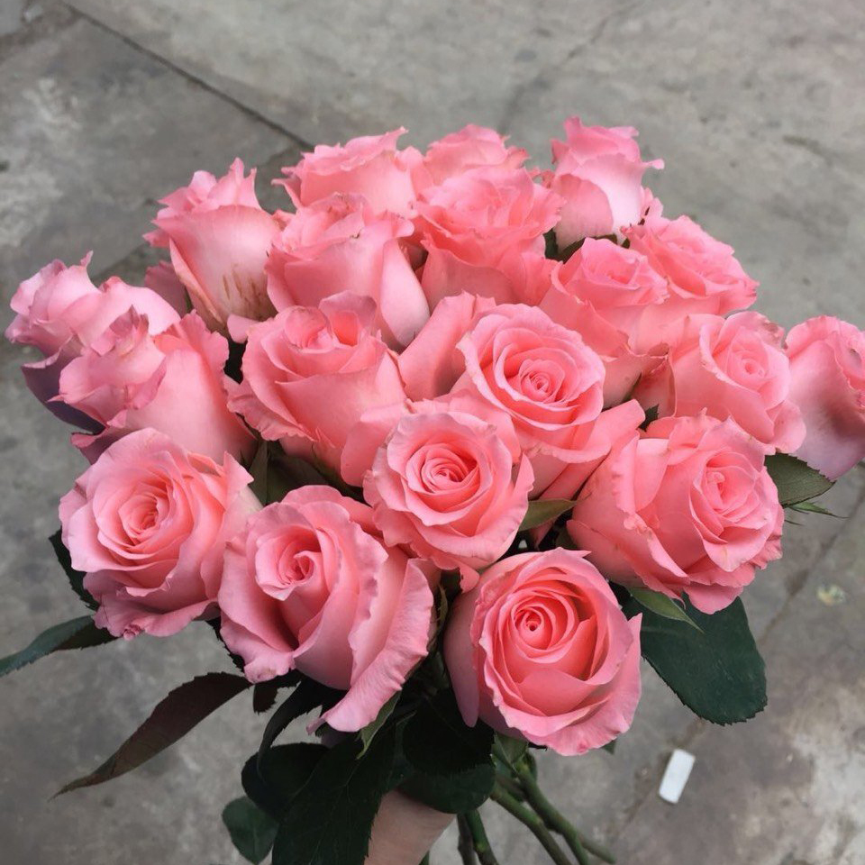 戴安娜粉红红玫瑰切花月季花苗花卉特大四季开花花卉