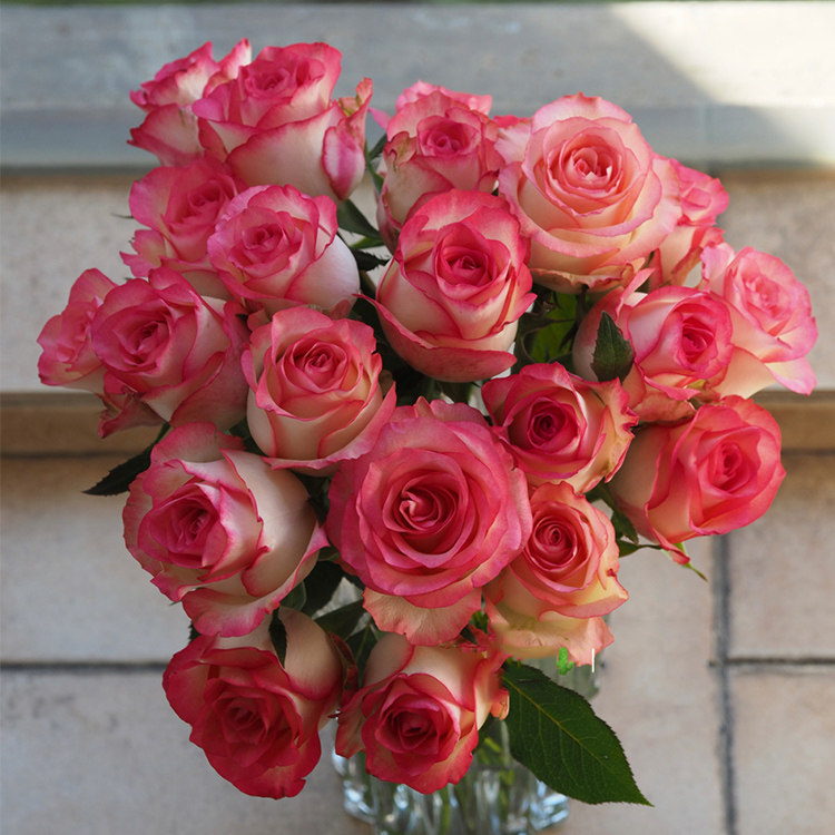 艾莎亚切开花四季阳台灌木玫瑰爱莎月季米莉花卉