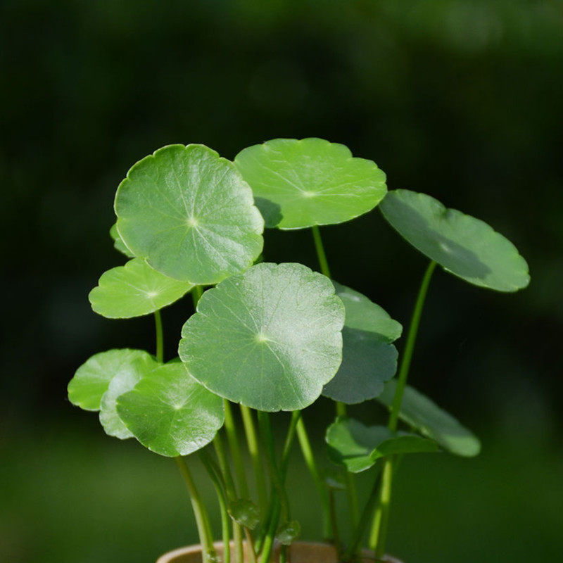水培植物铜钱草包邮室内盆栽草金钱水培水养植物水生水培绿植￥4元