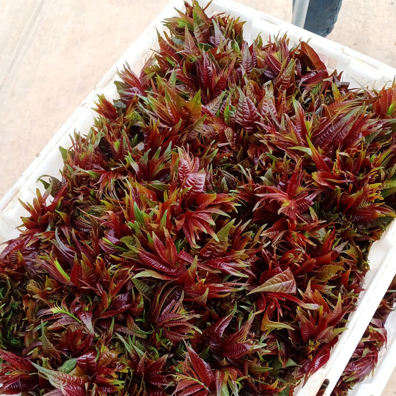 顺丰速运2022新鲜香椿云南弥勒四季老树野生头茬香椿芽