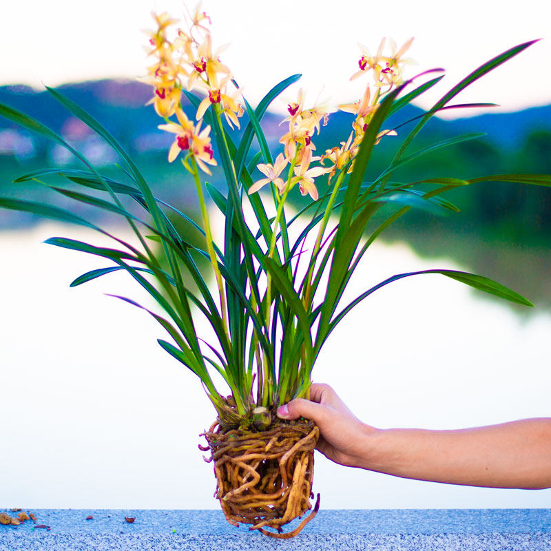 名贵兰草花盆盆栽植物建兰金太阳四季室内好养时令草本花卉