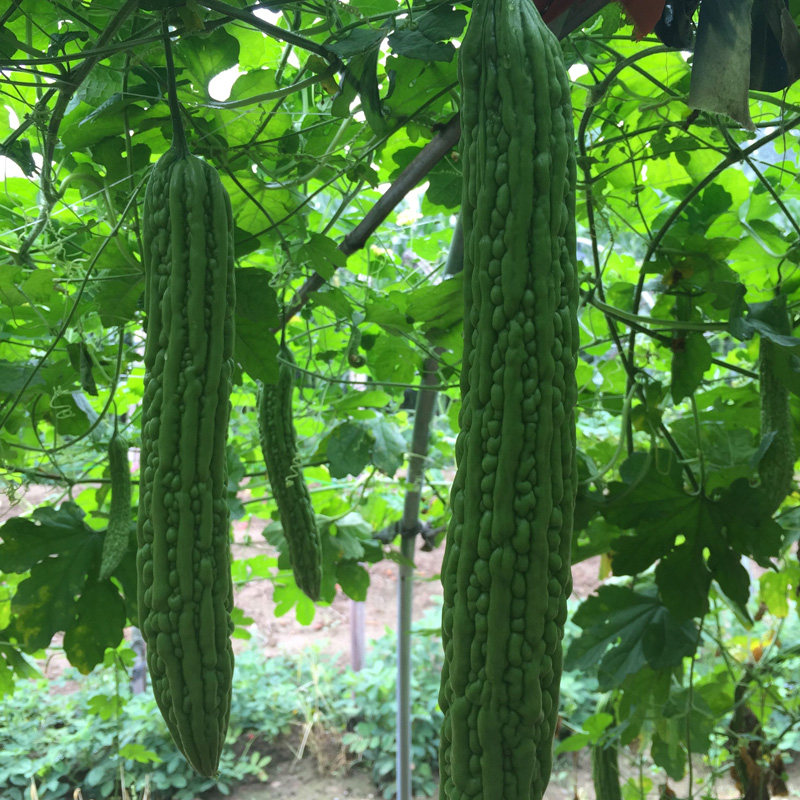 长绿苦瓜种子高产耐高温四季春季疙瘩绿特特大家庭园艺种子