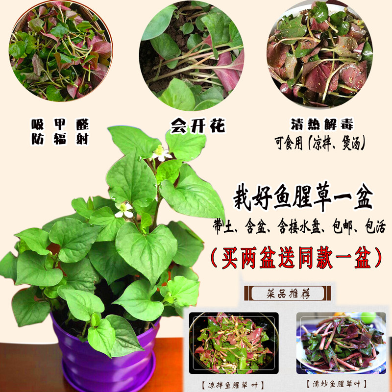 绿植食用鱼腥草折耳根室内盆栽甲醛净化空气办公室绿植
