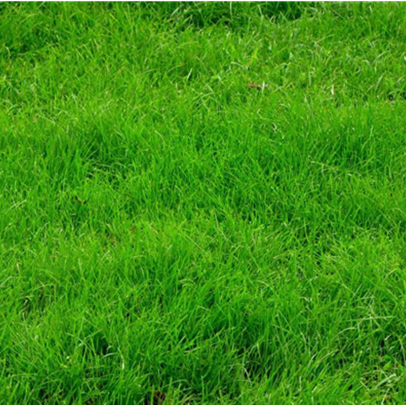 高羊茅种易早熟禾庭庭院护坡草坪青草种籽不修家庭园艺种子