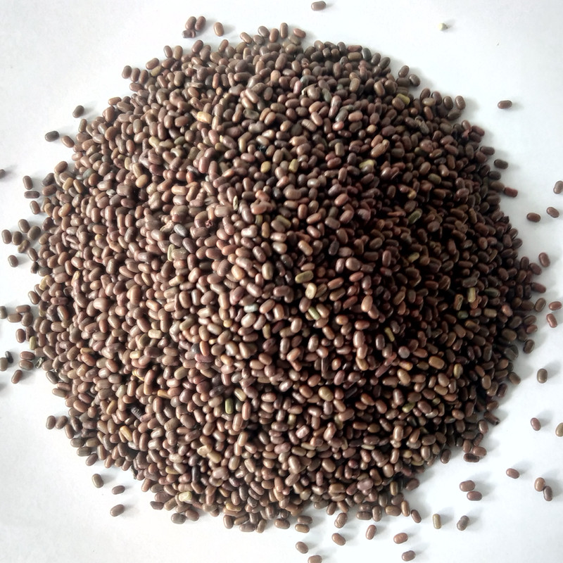 种子田菁碱青涝豆果园绿肥草种子牧草籽田青家庭园艺种子