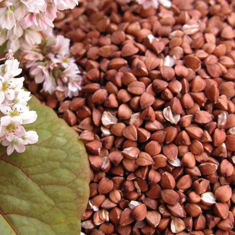 俄罗斯原装进口荞麦麦米三角粗粮五谷包装杂粮主食特色米