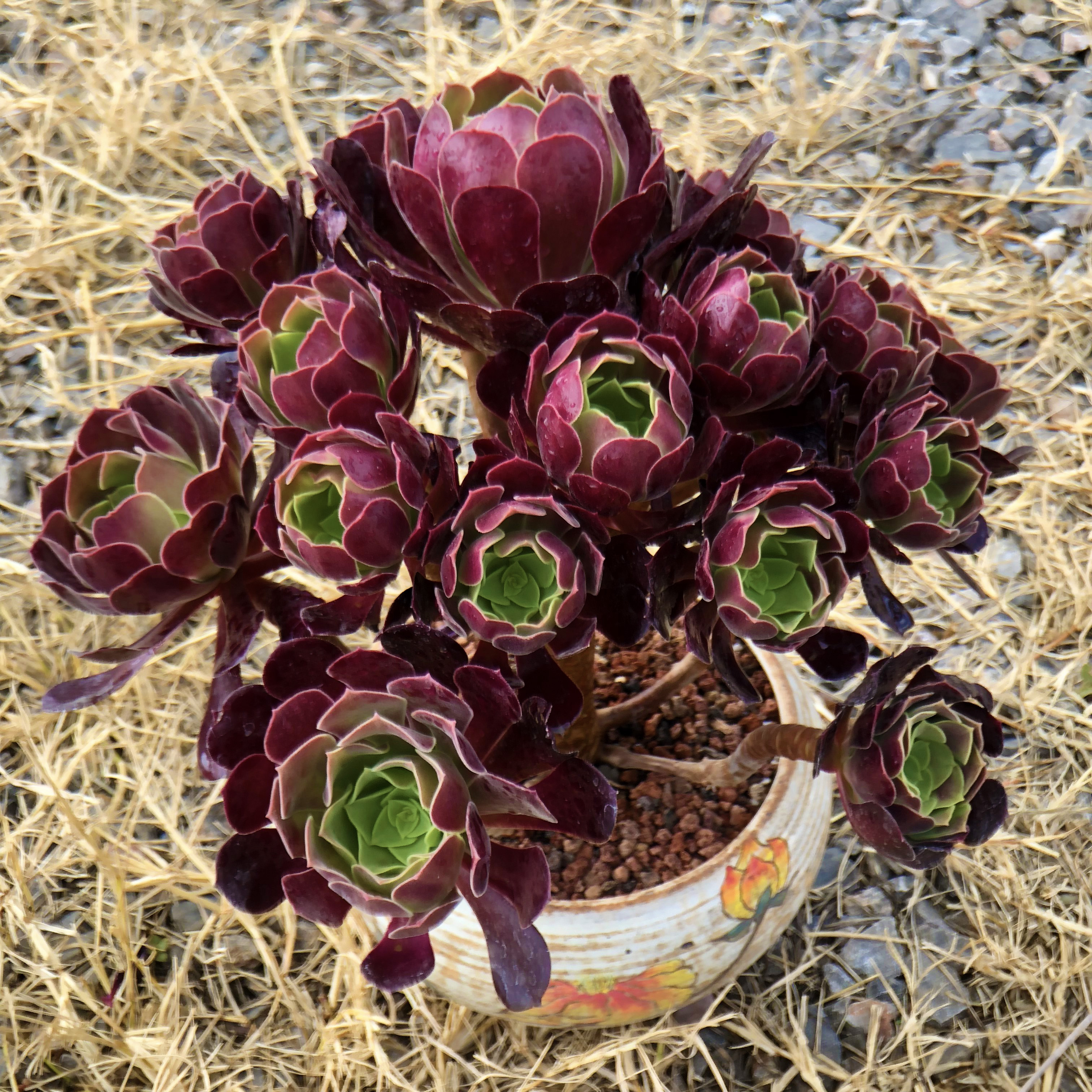 多肉植物法师老桩系列手捧花欧版紫羊绒玫瑰法师阳台盆栽一物一拍
