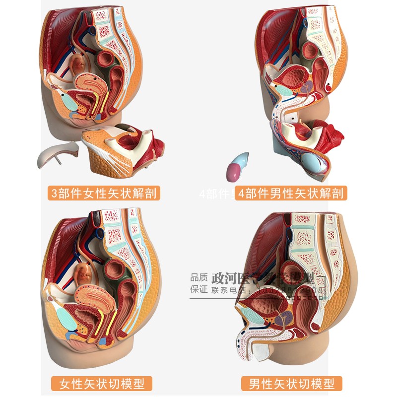 女性泌尿系统模型图图片