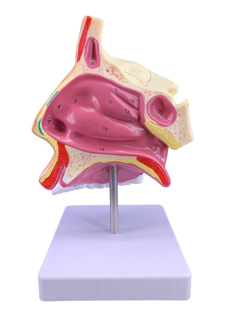 人体鼻腔鼻子解剖模型咽喉口鼻矢状解剖模型耳鼻喉科五官教学模型