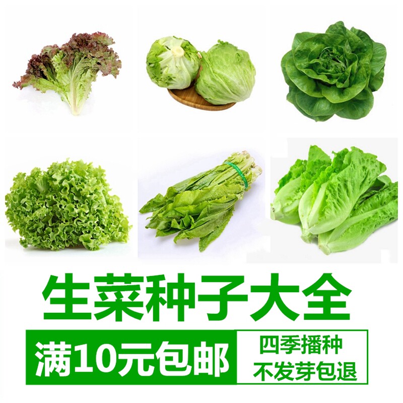 沙拉生菜种籽大全蔬菜种子四季种植易种易盆栽家庭园艺种子