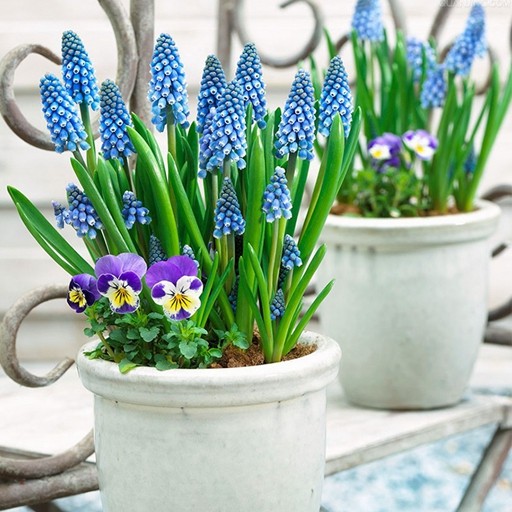 花落随园园艺葡萄风信子种球土培盆栽花子秋冬季种球