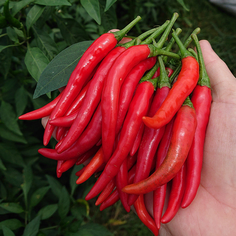 小米米辣椒新鲜特辣红辣椒农家自种朝天椒剁椒特辣椒