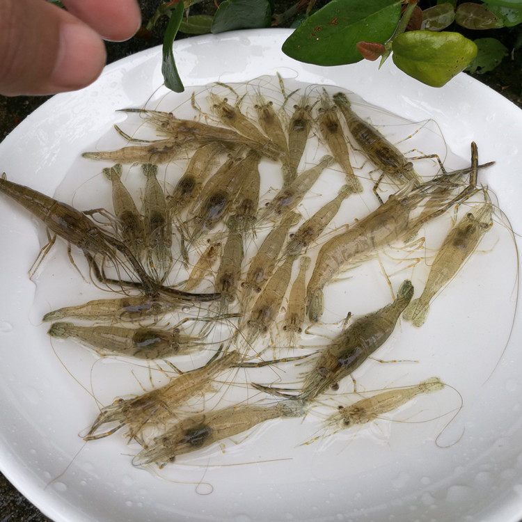 浙江鲜活500克包装真空包真空速冻纯野新鲜活草虾活虾