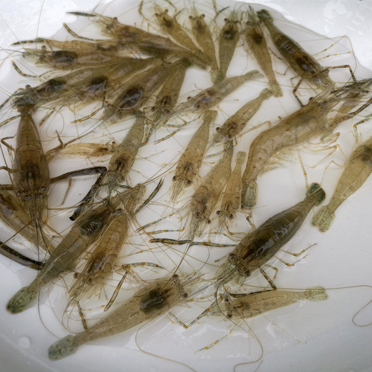 浙江鲜活500克包装真空包真空速冻纯野新鲜活草虾活虾