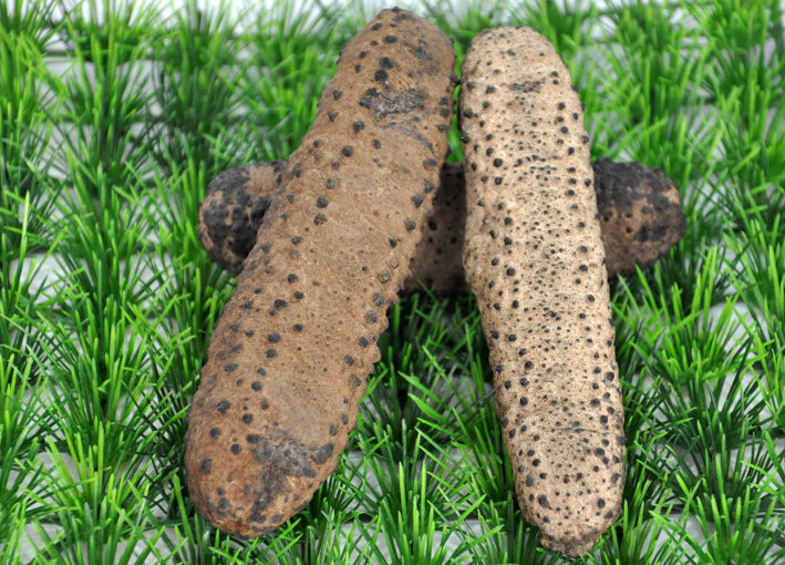 黄玉参猪仔黄澳洲进口深海野生海参淡干海产品非大连辽参250克